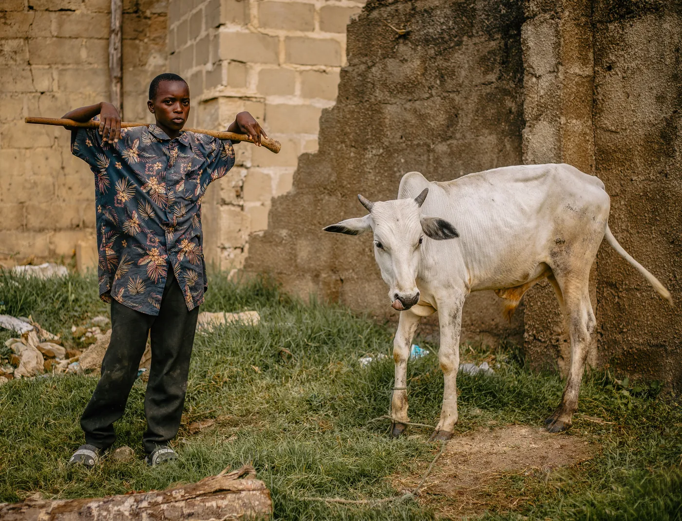 A person standing beside a white cow near a block wall. a-person-standing-beside-a-white-cow-near-a-block-wall-for-owaid-orphan-and-widow-support